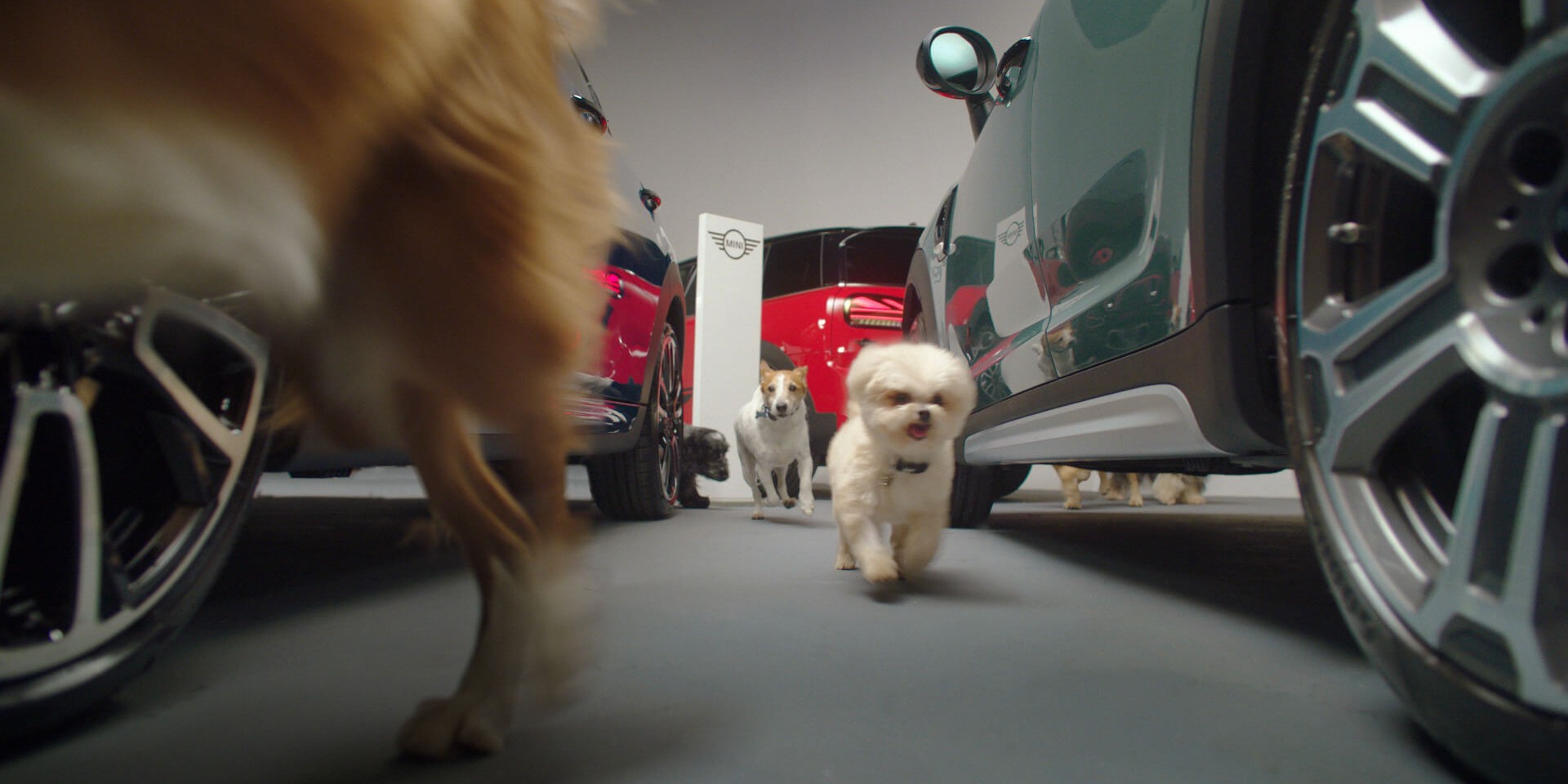 dogs running